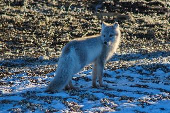 Arctic fox